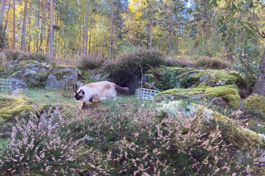 Cabin In The Woods, Close To Lake Maelaren Ескилстуна Екстериор снимка